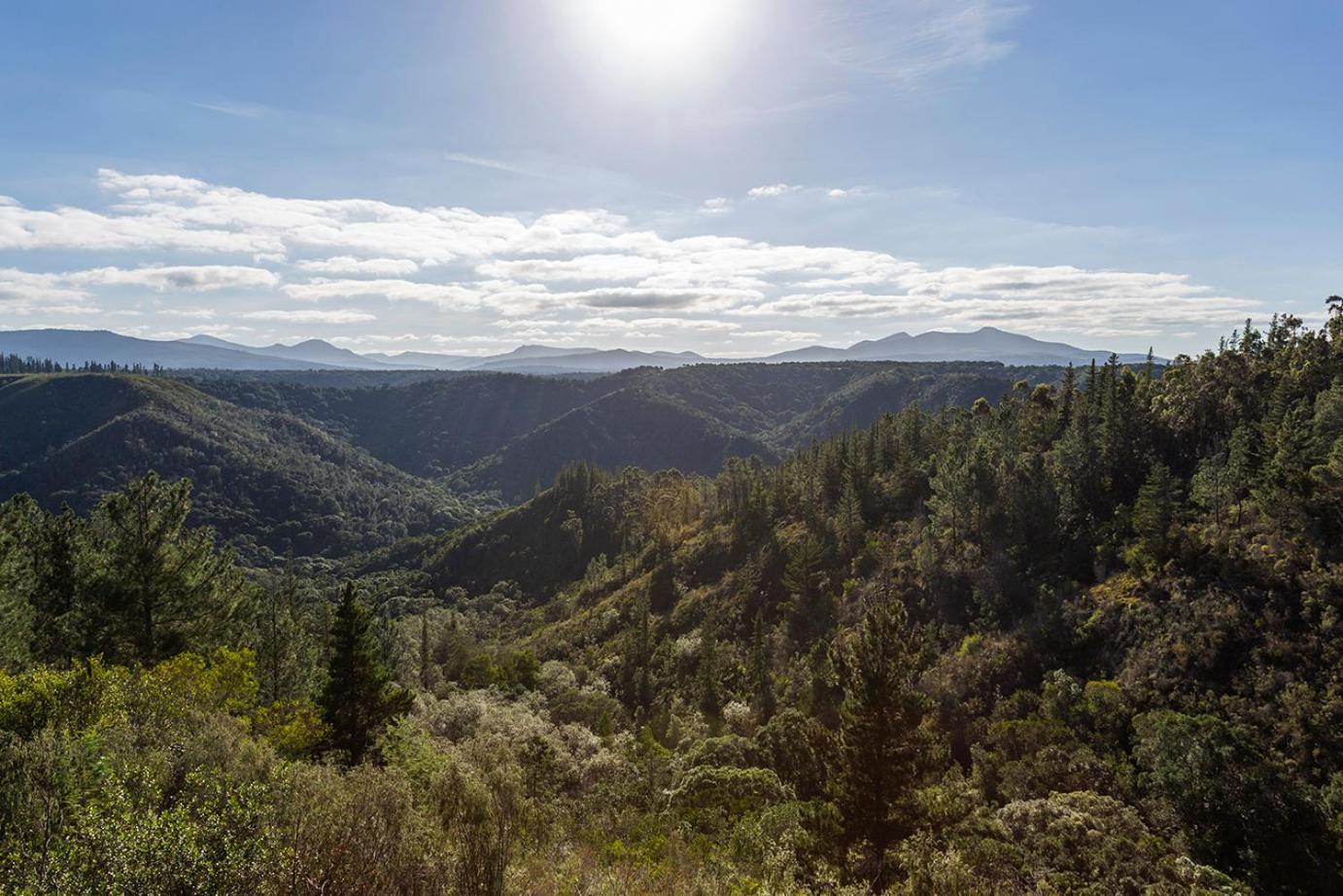 Forest Valley Cottages Knysna Ngoại thất bức ảnh
